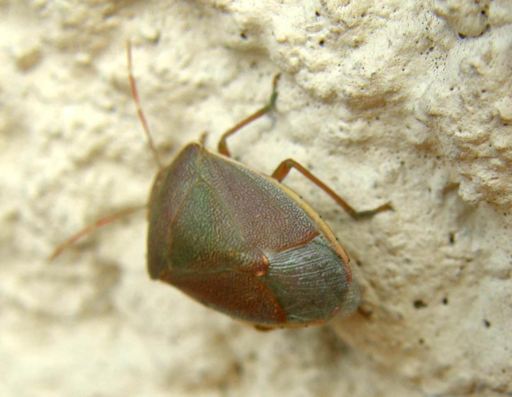 Pentatomidae: Acrosternum heegeri di Milano