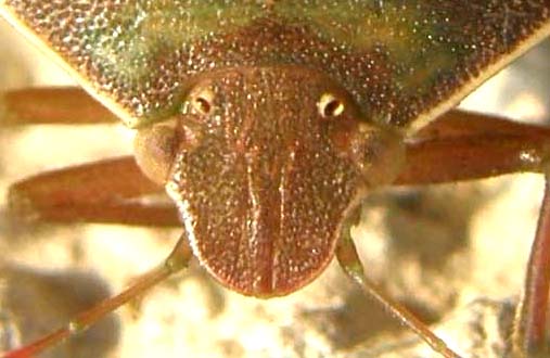 Pentatomidae: Acrosternum heegeri di Milano