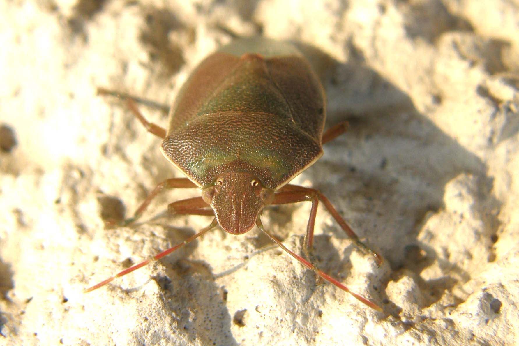 Pentatomidae: Acrosternum heegeri di Milano