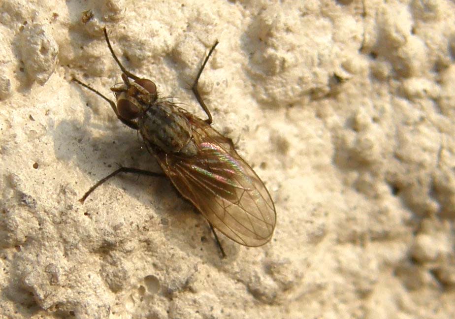 Un'' altra Scathophaga stercoraria