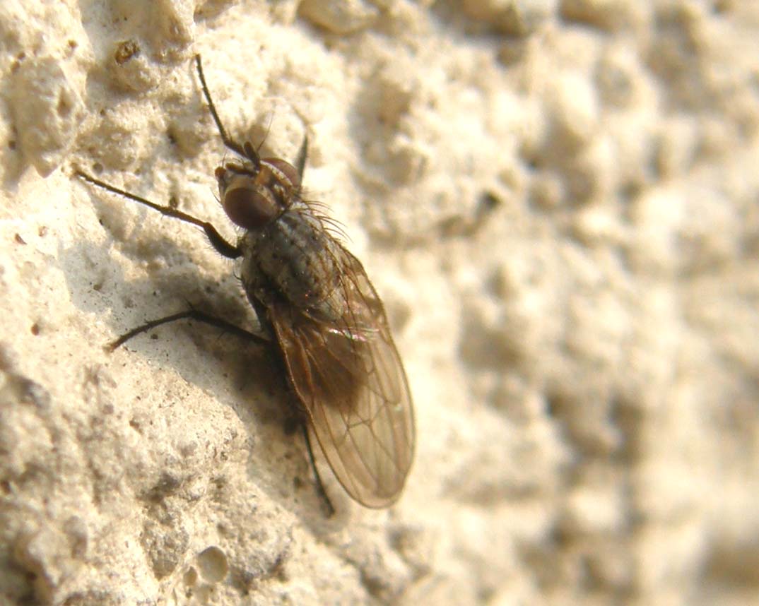 Un'' altra Scathophaga stercoraria