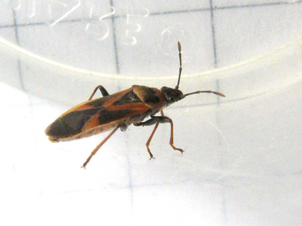 Lygaeidae: Arocatus roeselii dell''hinterland milanese