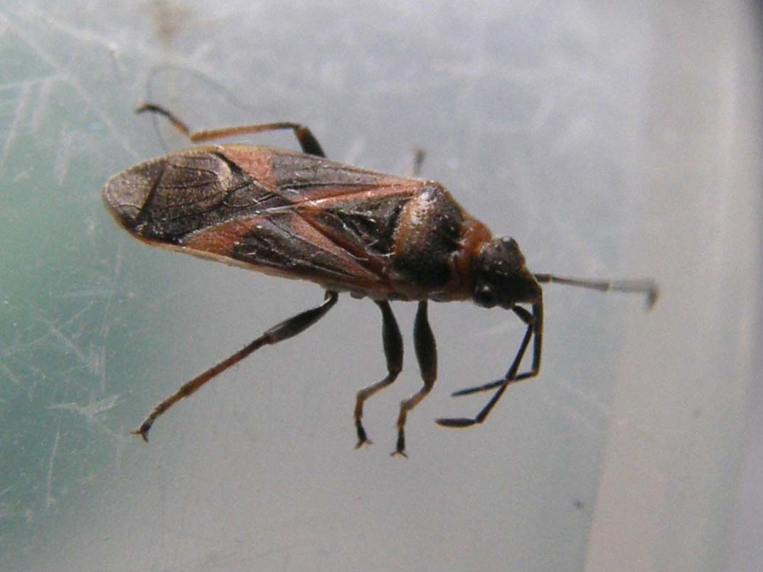Lygaeidae: Arocatus roeselii dell''hinterland milanese