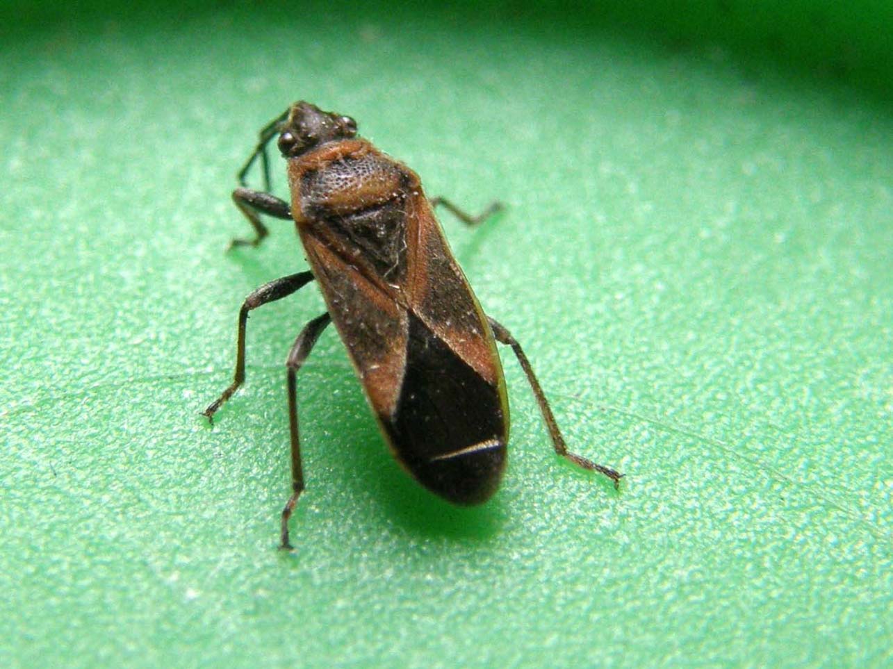 Lygaeidae: Arocatus roeselii dell''hinterland milanese