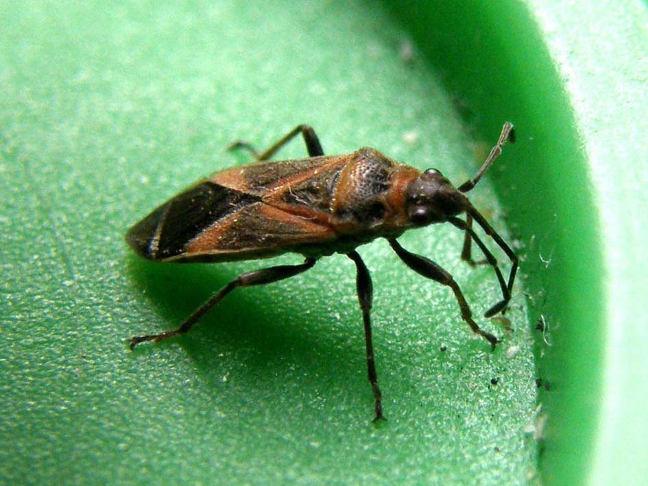 Lygaeidae: Arocatus roeselii dell''hinterland milanese