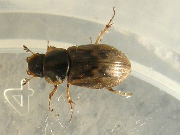 Altri Aphodius?   No, Volinus sticticus