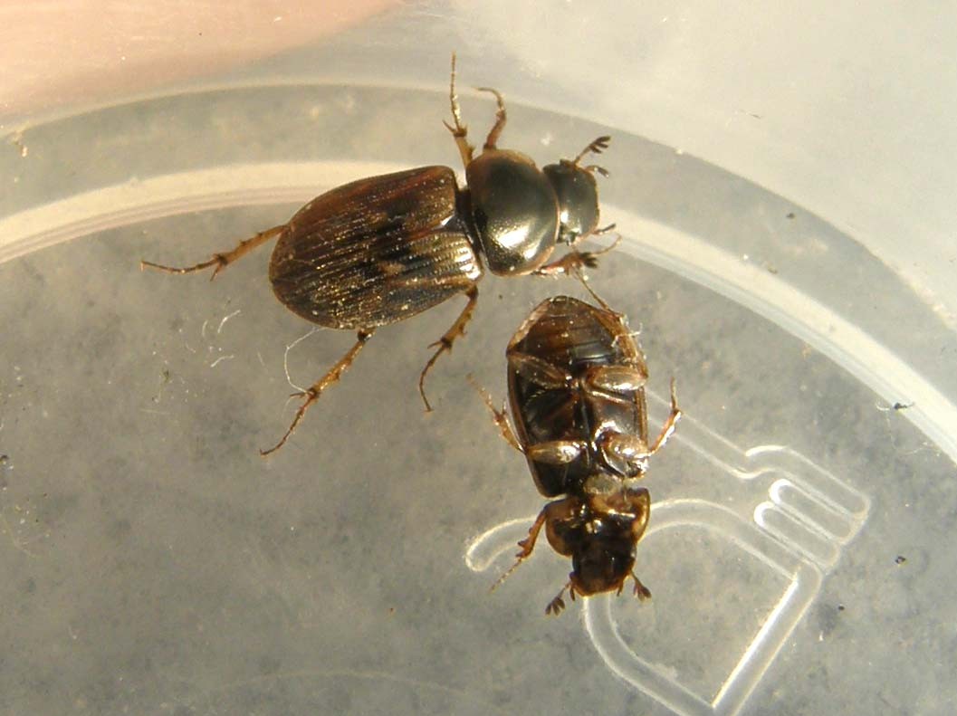 Altri Aphodius?   No, Volinus sticticus