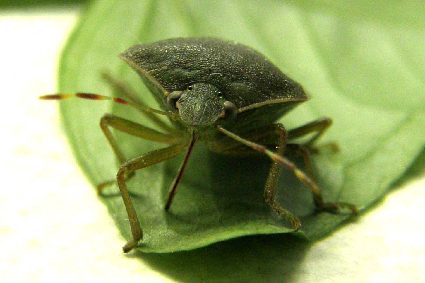 Nezara viridula...in posa