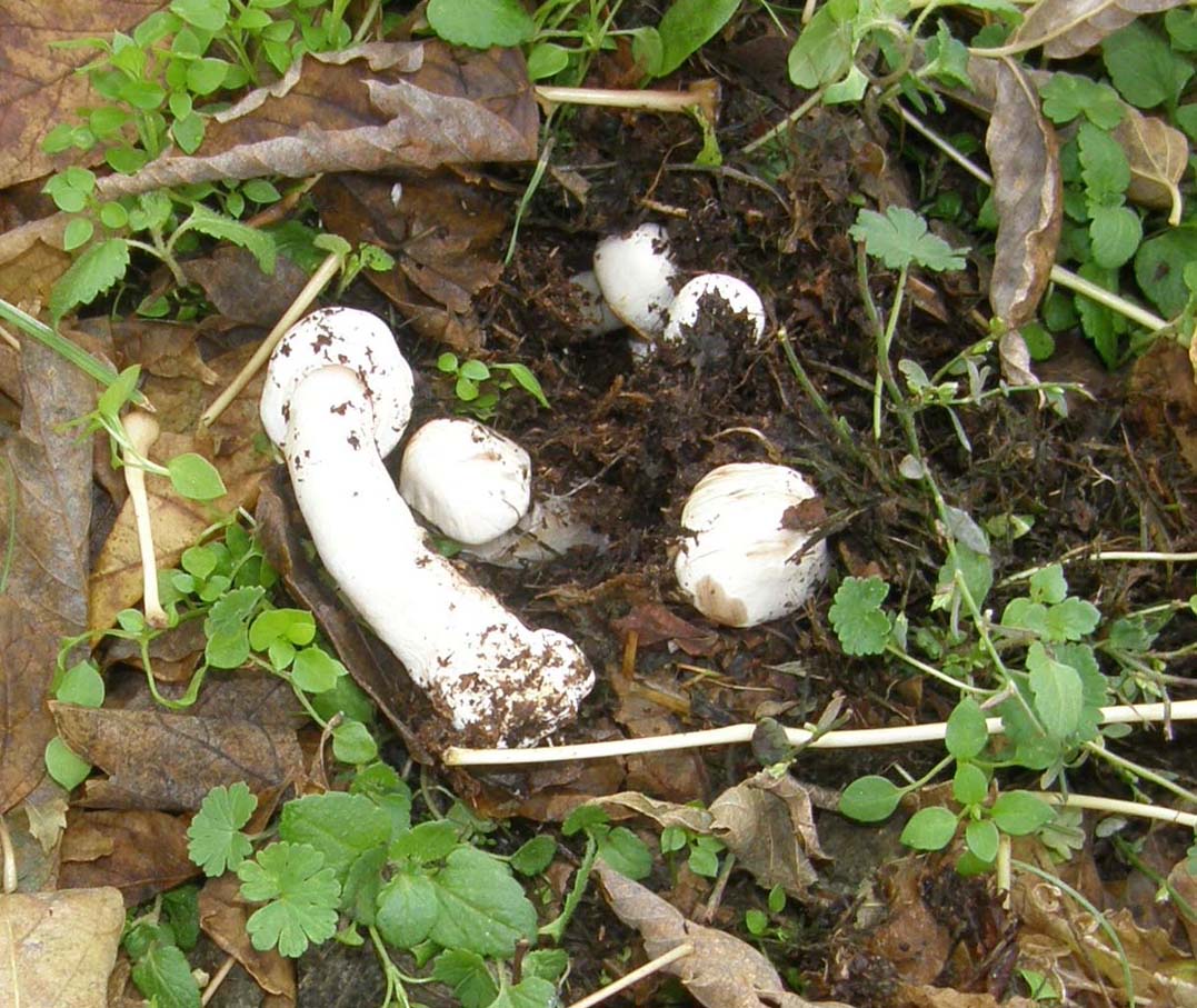 Tra l''erba del prato