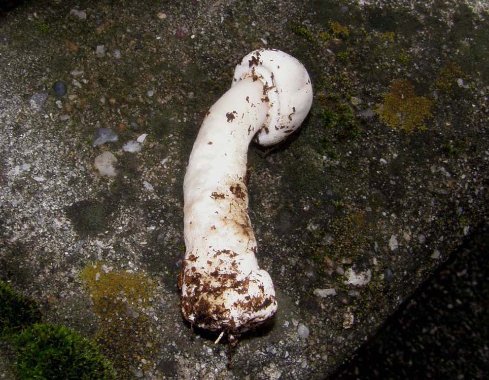 Tra l''erba del prato