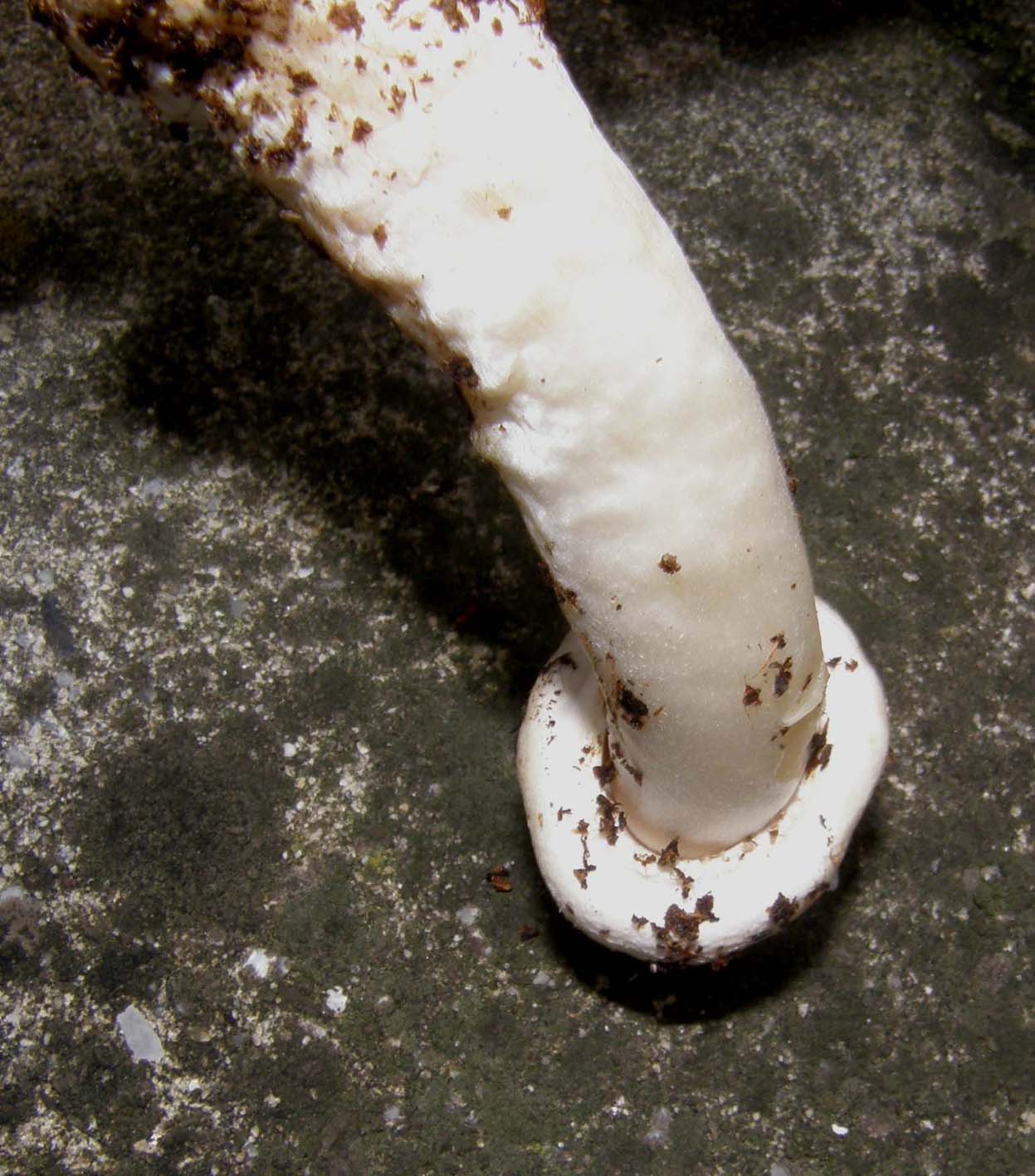 Tra l''erba del prato