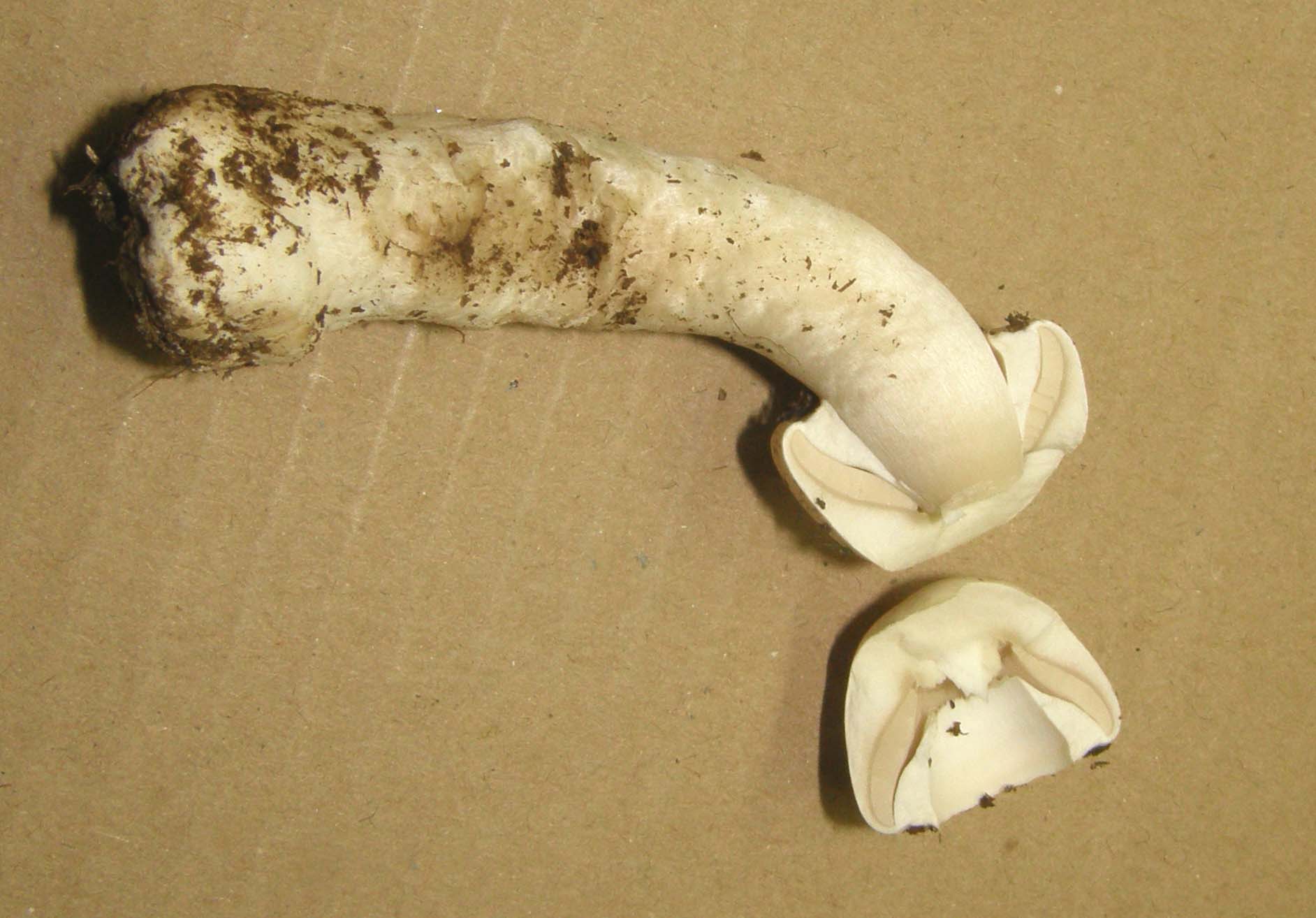 Tra l''erba del prato