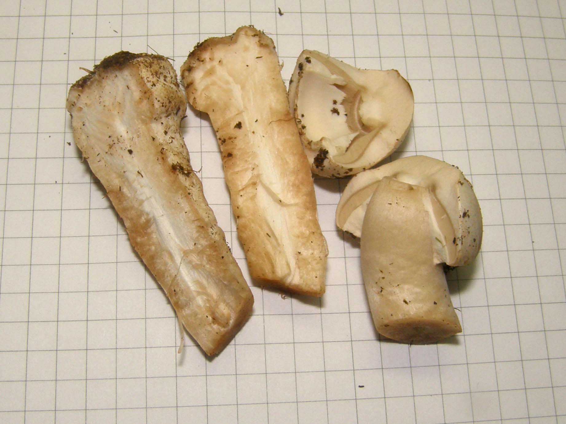 Tra l''erba del prato