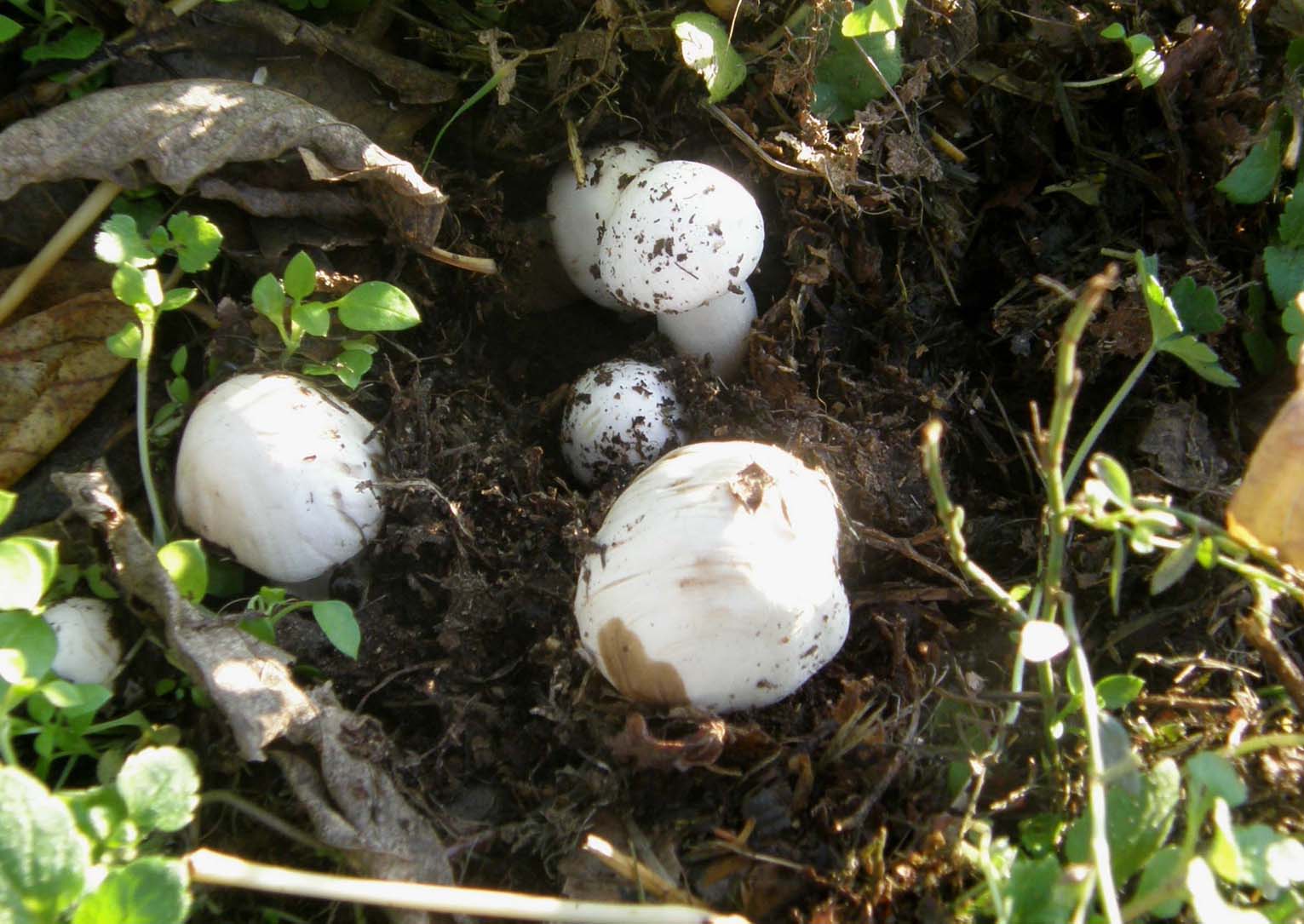 Tra l''erba del prato