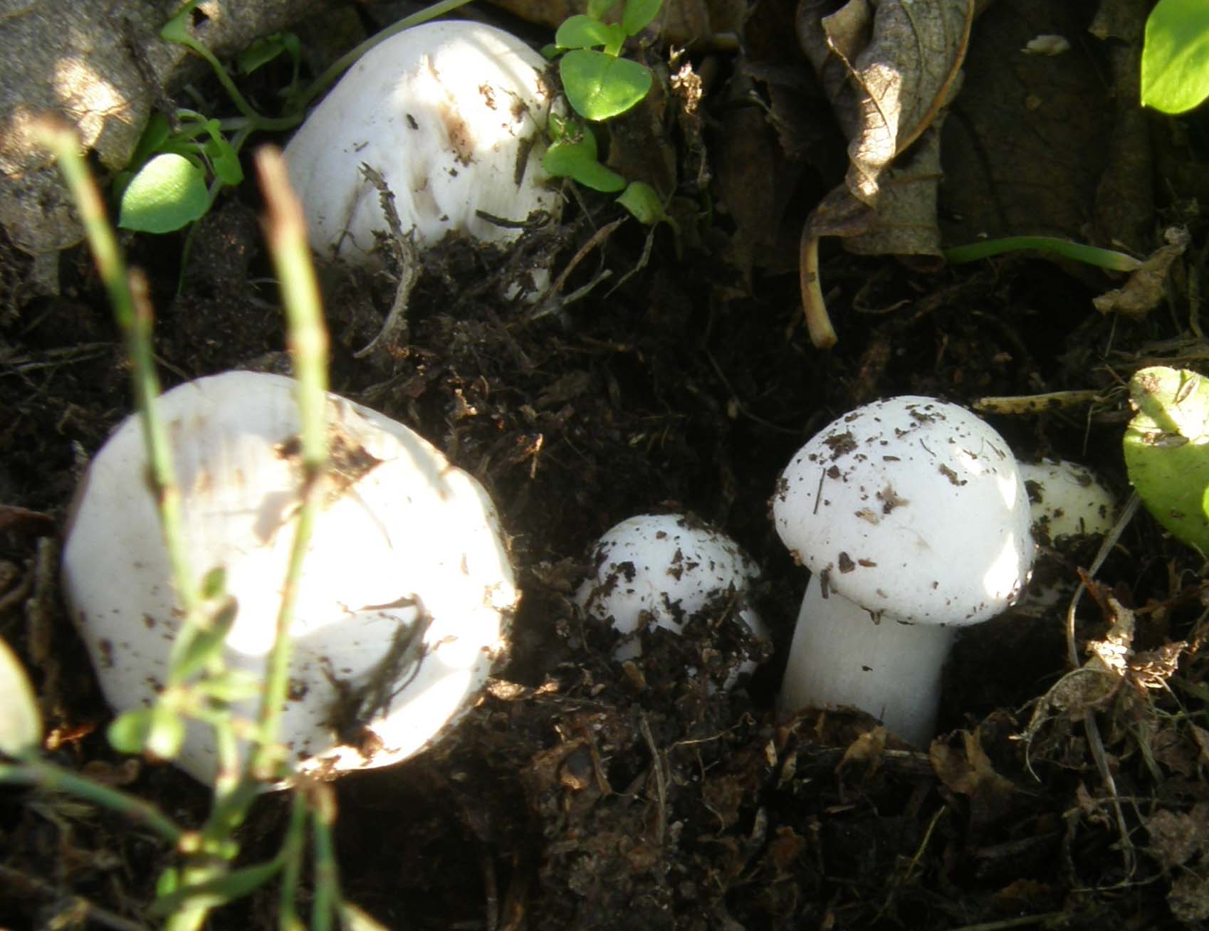 Tra l''erba del prato