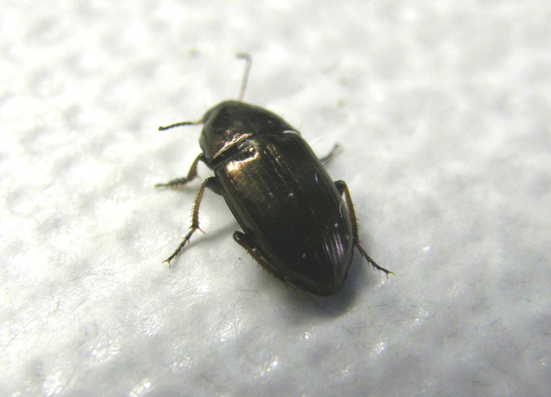 Harpalus affinis? no, Amara aenea...