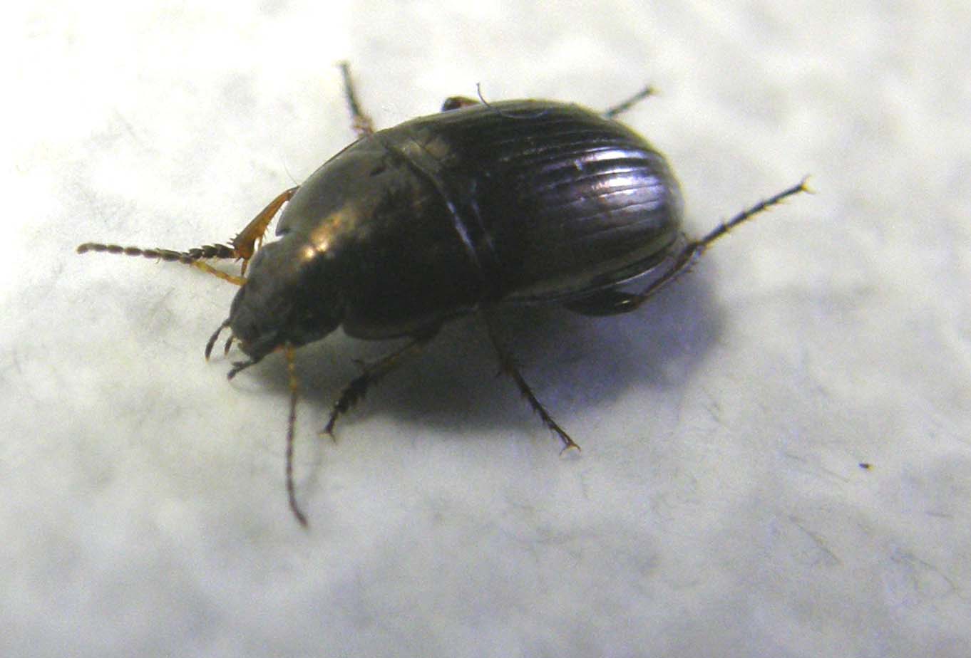 Harpalus affinis? no, Amara aenea...