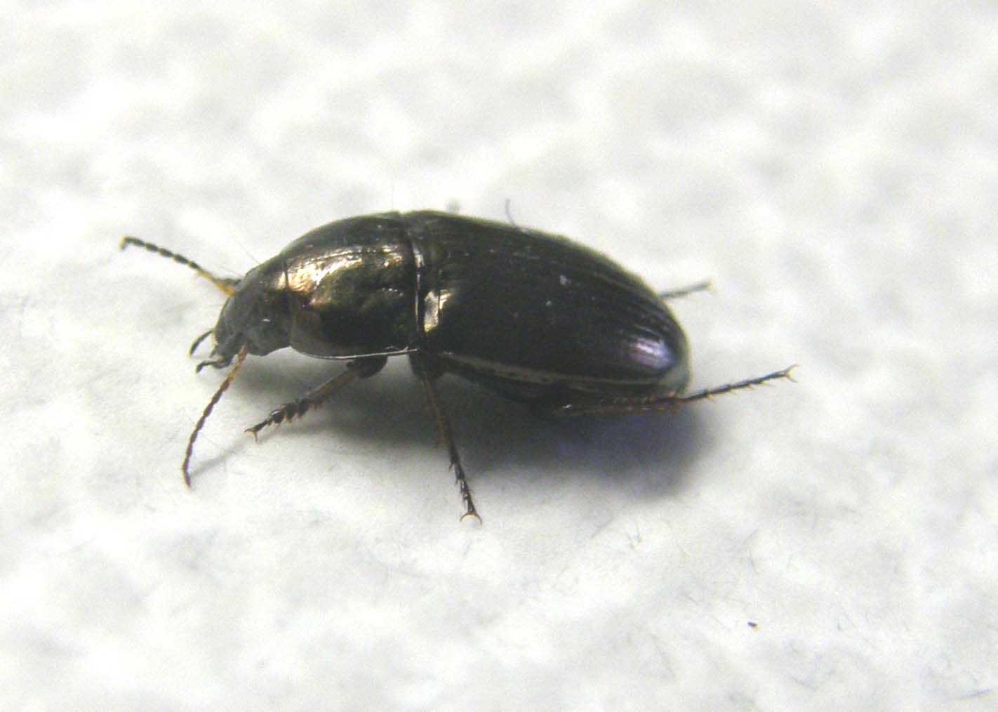 Harpalus affinis? no, Amara aenea...