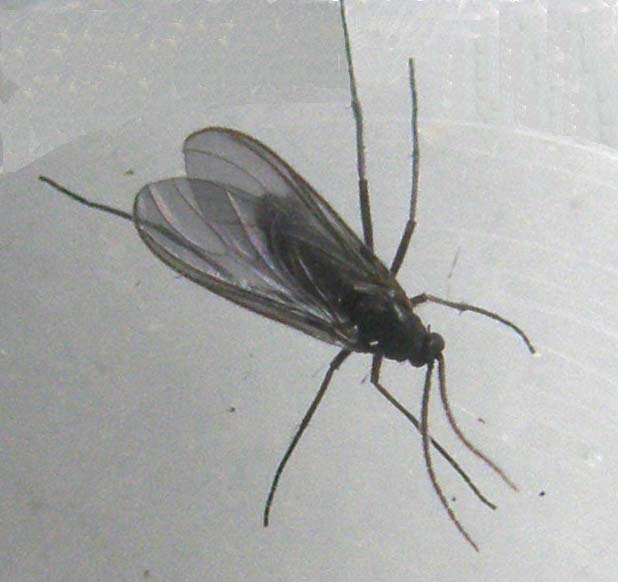 Pinze all''apice dell''addome: Sciaridae.