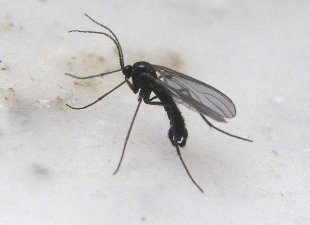 Pinze all''apice dell''addome: Sciaridae.