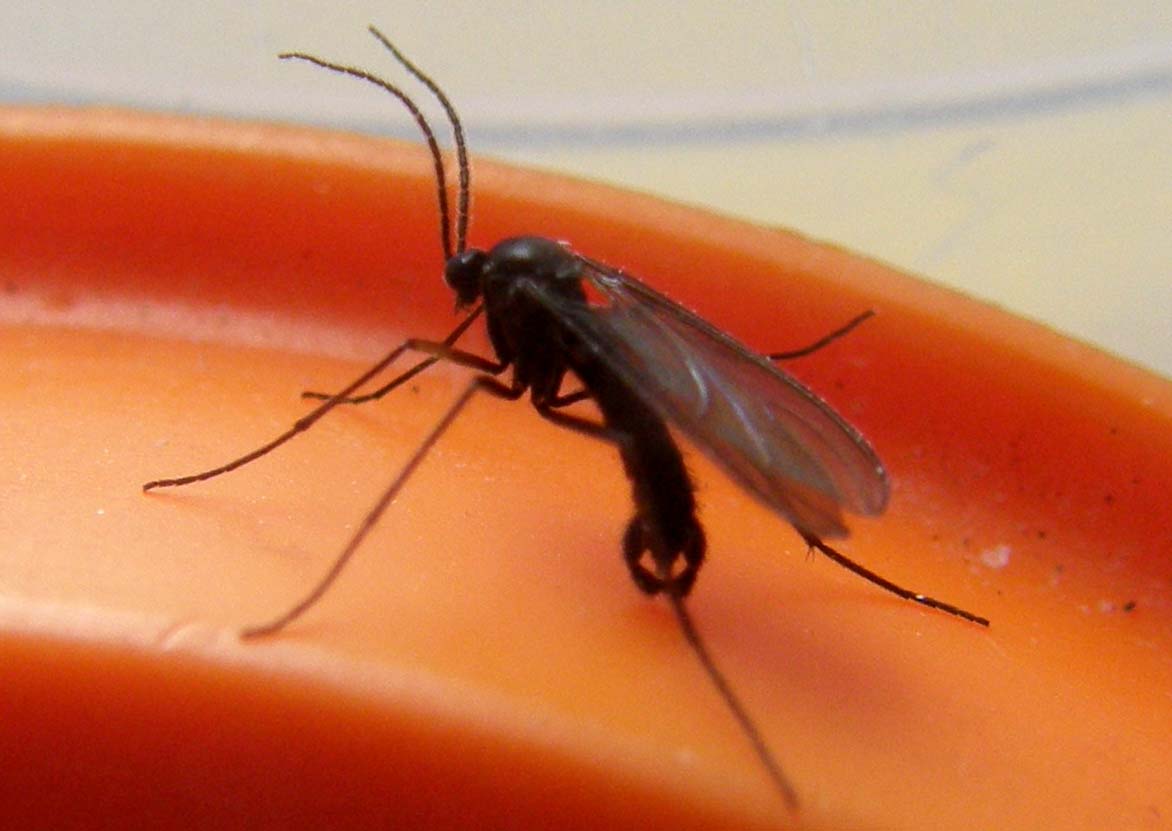 Pinze all''apice dell''addome: Sciaridae.