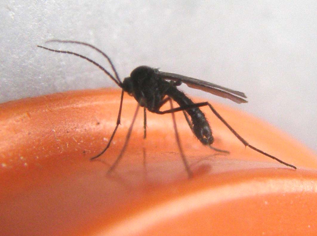 Pinze all''apice dell''addome: Sciaridae.