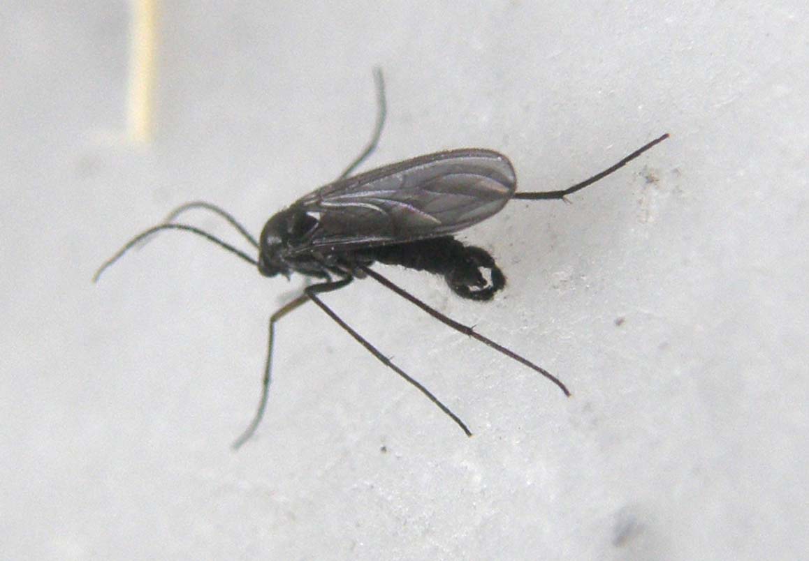 Pinze all''apice dell''addome: Sciaridae.