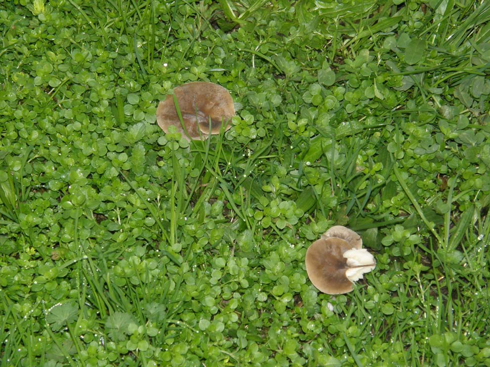Funghi  nel prato:  gruppo 1