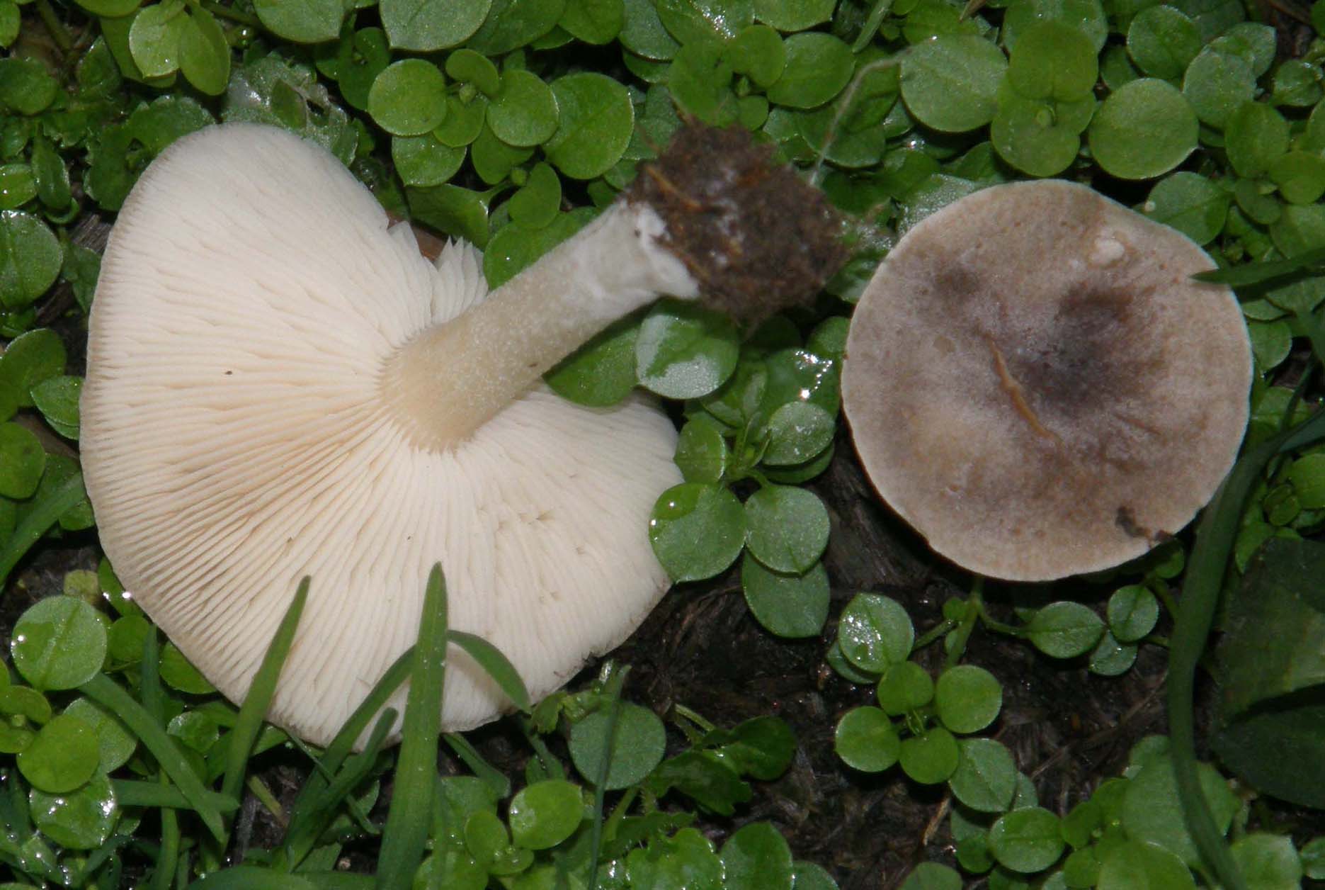 Funghi  nel prato:  gruppo 1