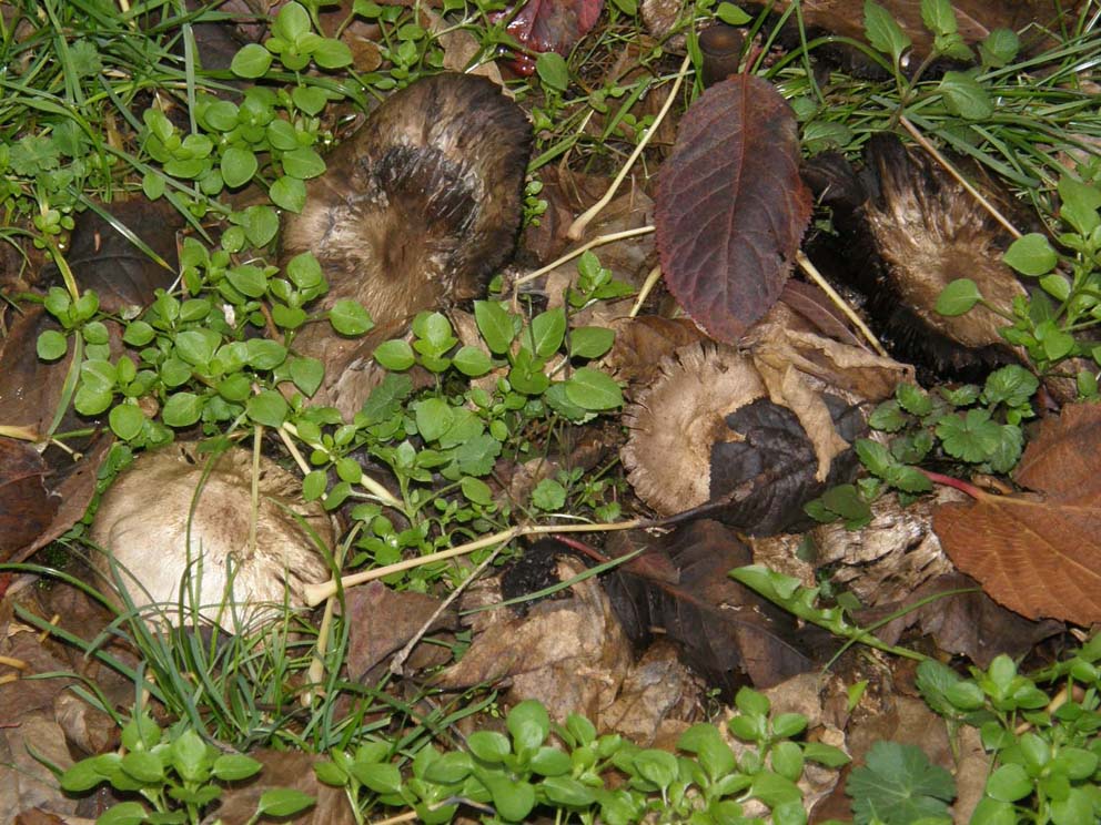 Tra l''erba del prato