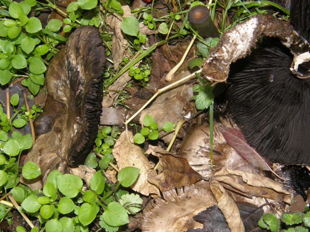 Tra l''erba del prato