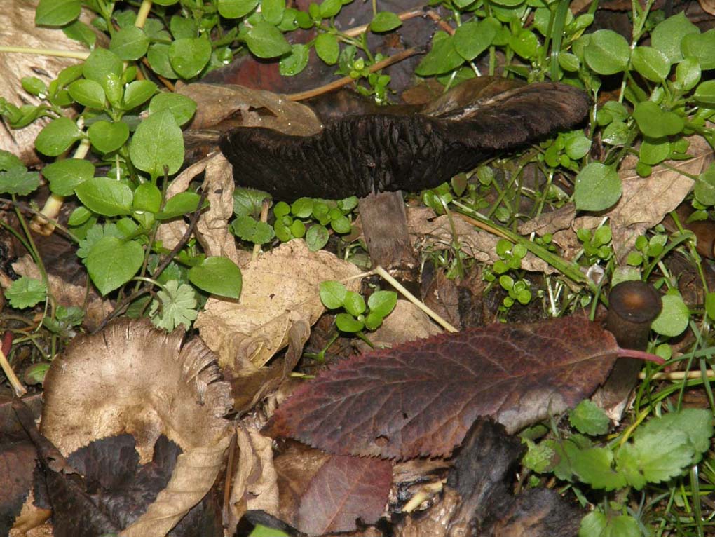 Tra l''erba del prato