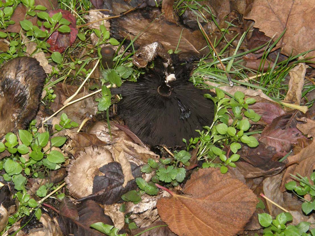 Tra l''erba del prato