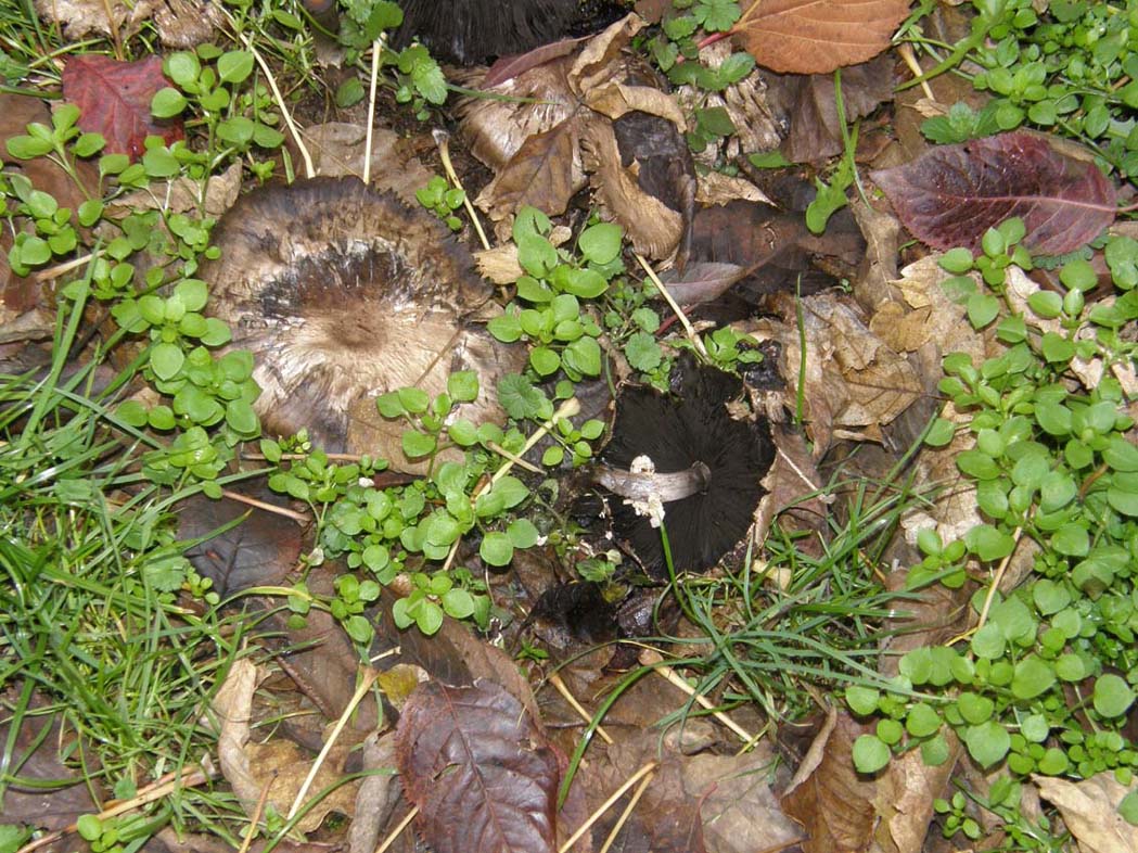 Tra l''erba del prato