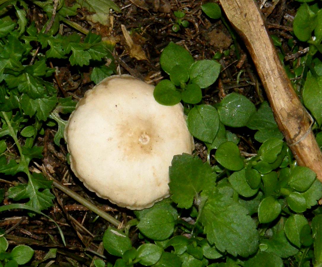 Funghi nel prato: gruppo 4