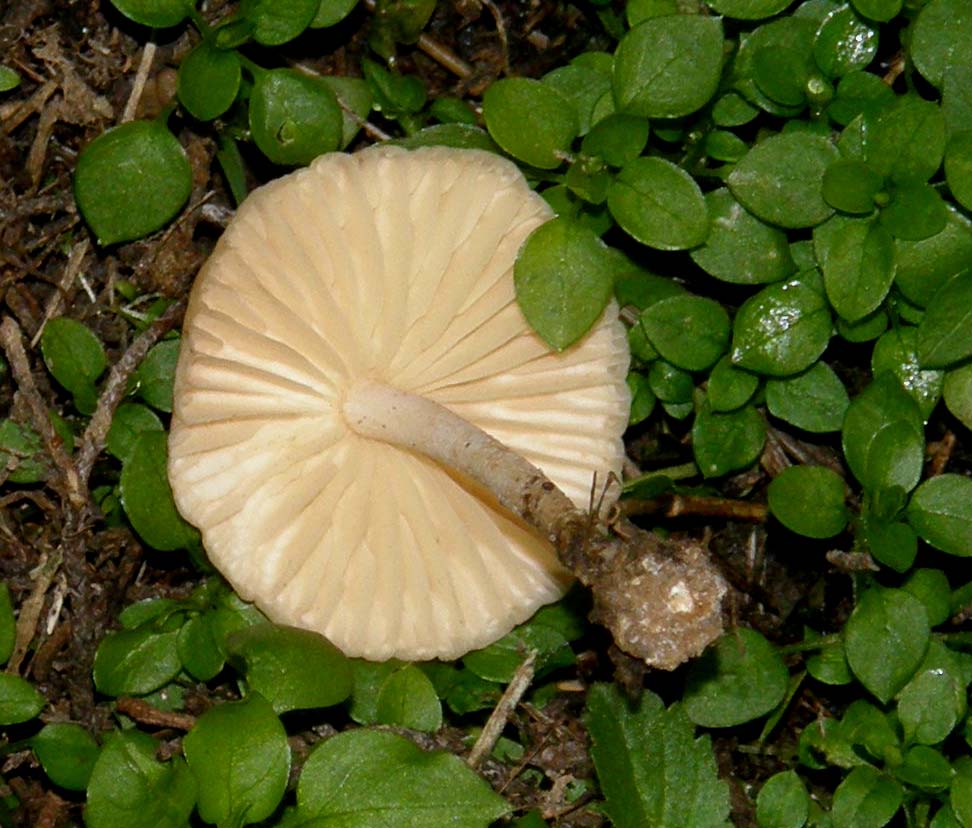 Funghi nel prato: gruppo 4