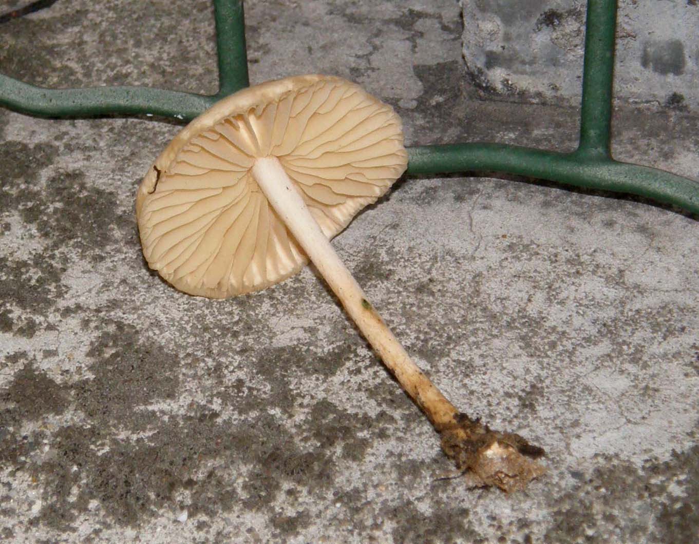 Funghi nel prato: gruppo 4