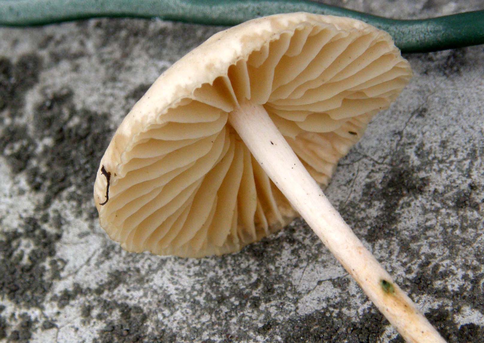 Funghi nel prato: gruppo 4