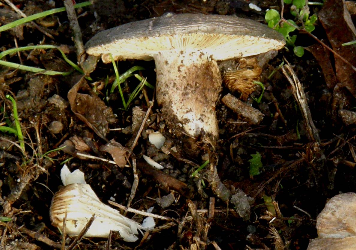 Alla base di un platano