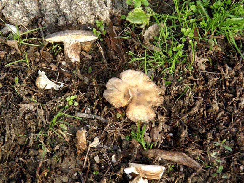 Alla base di un platano