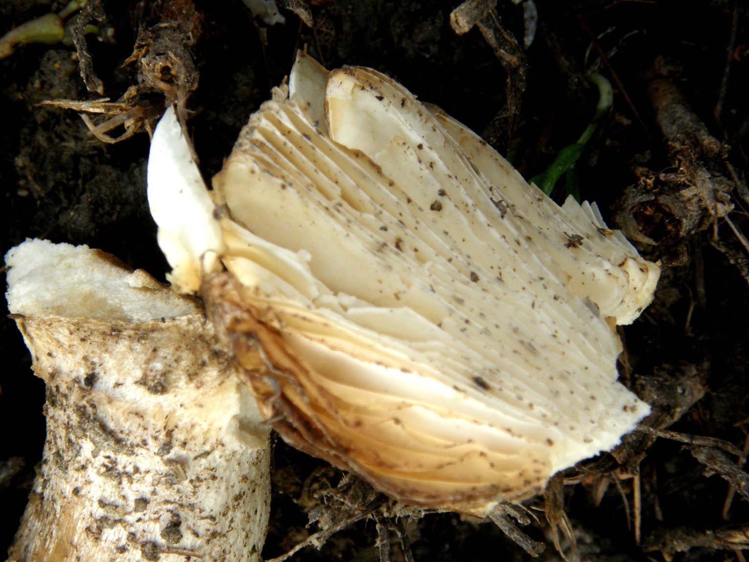 Alla base di un platano