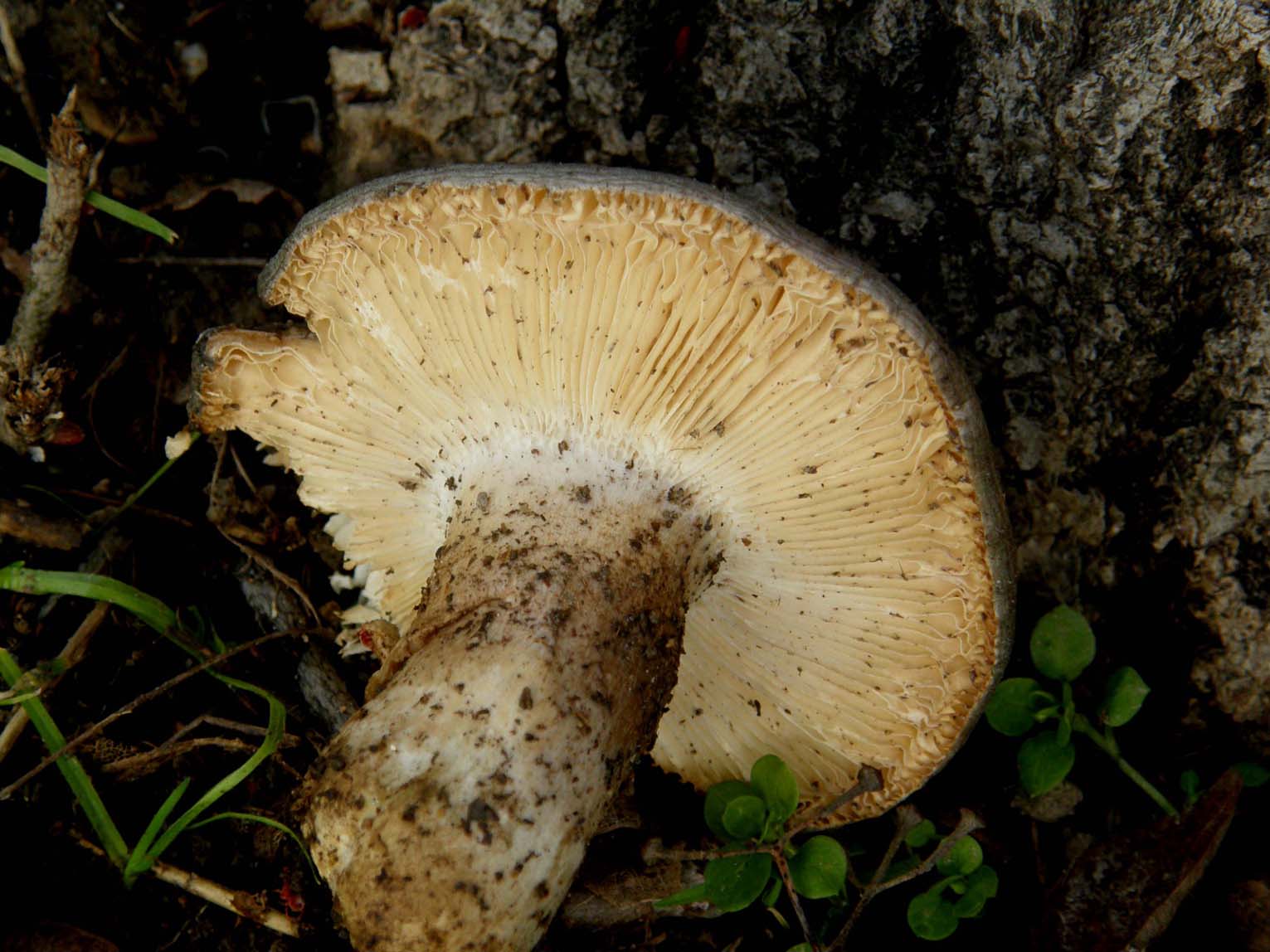 Alla base di un platano