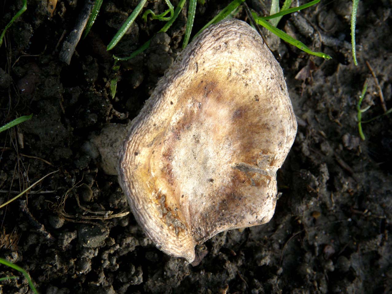 Alla base di un platano