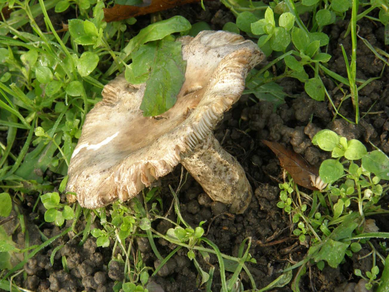 Alla base di un platano