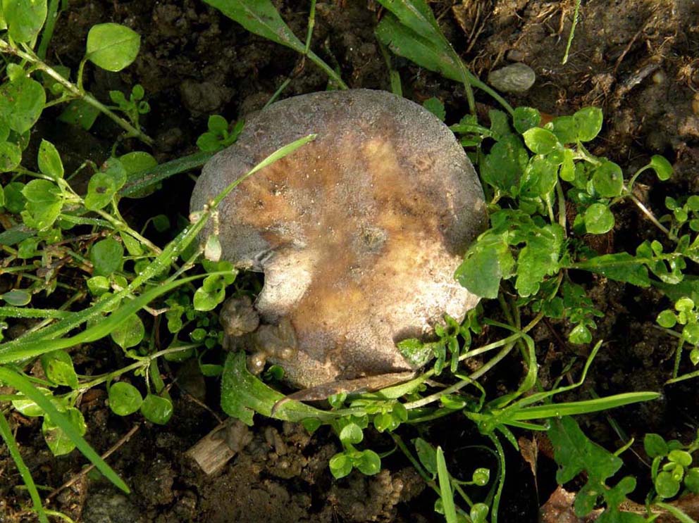 Alla base di un platano