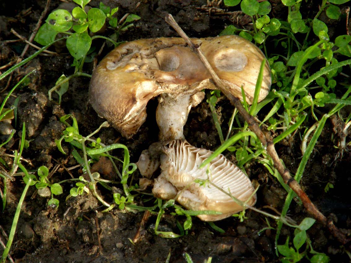 Alla base di un platano