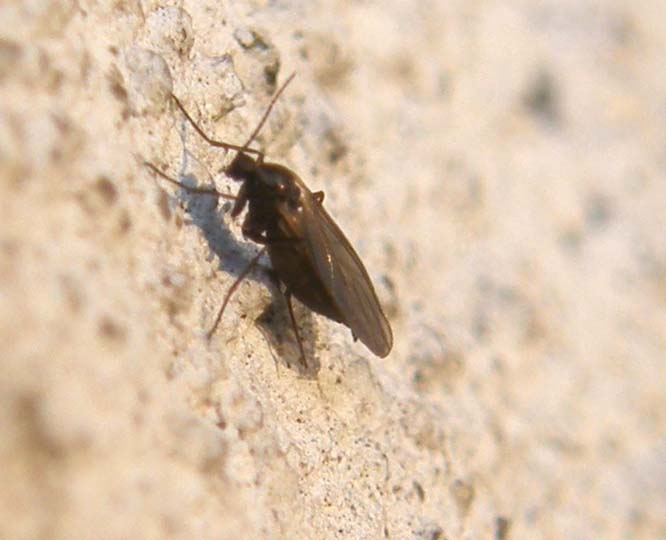 Un altro Sciaridae