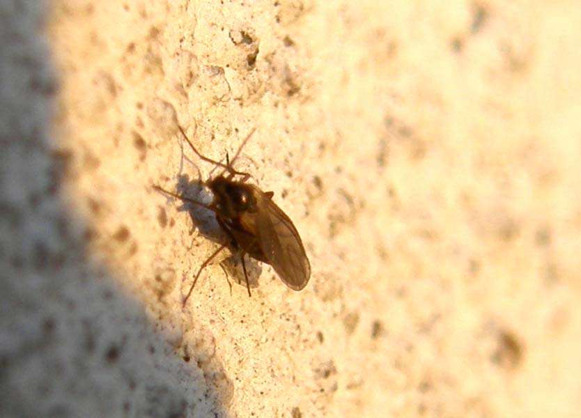 Un altro Sciaridae