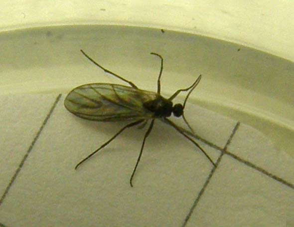 Un altro Sciaridae