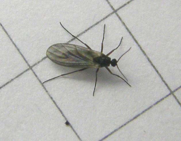Un altro Sciaridae